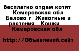 бесплатно отдам котят  - Кемеровская обл., Белово г. Животные и растения » Кошки   . Кемеровская обл.